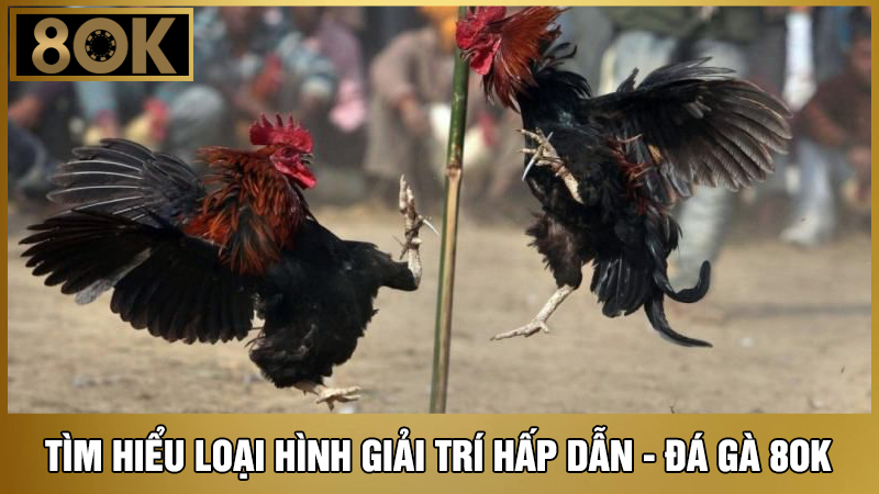 đá gà 8OK 